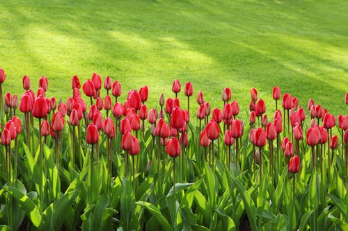 Garden maintenance service